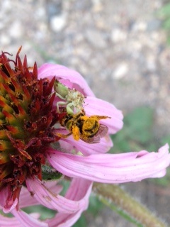 ambushbugandpollinator.jpg